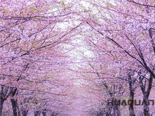 華全發(fā)電機(jī)組：這個(gè)春天不寂寞！剛看完櫻花怒放，新疆又放大招，預(yù)將百萬畝沙漠變綠洲